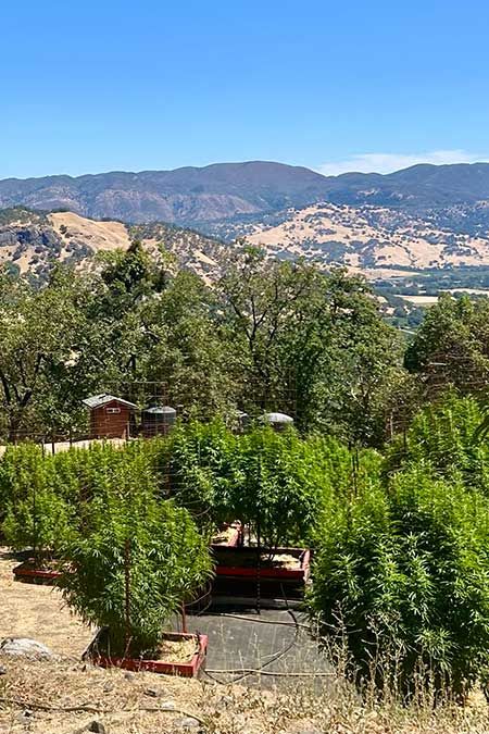 cannabis wein tour san francisco