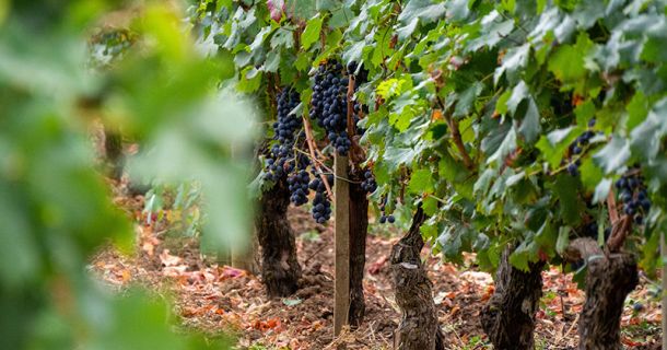 Bordeaux: Wein, Kultur & Cannabis erleben