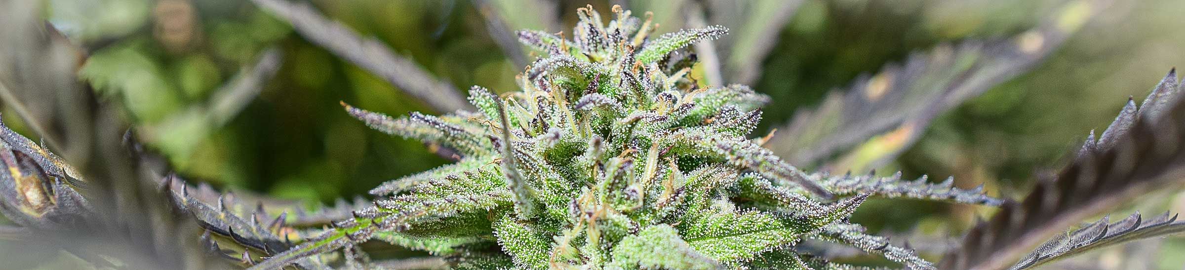 cannabis tipps amsterdam