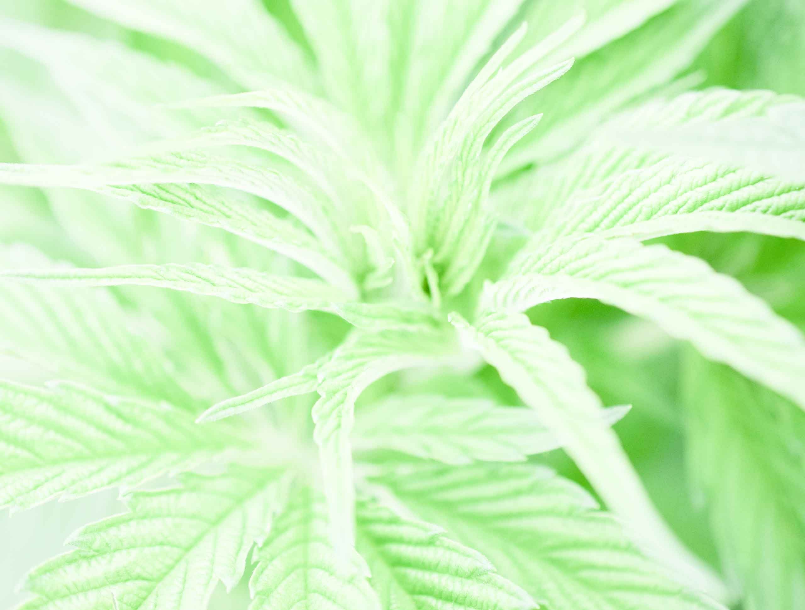 cannabis beats