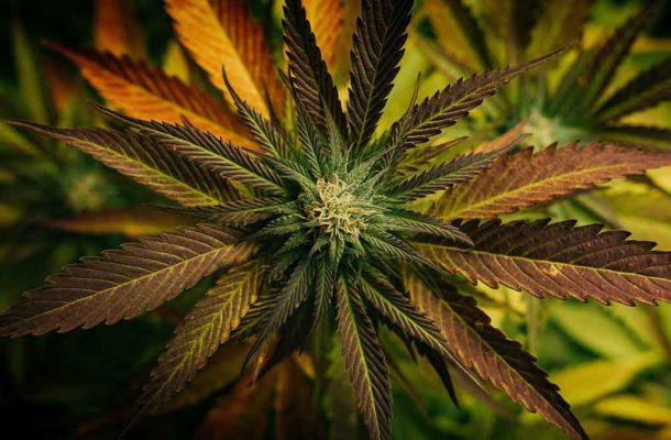 Cannabis-CBD: Ein umfassender Leitfaden