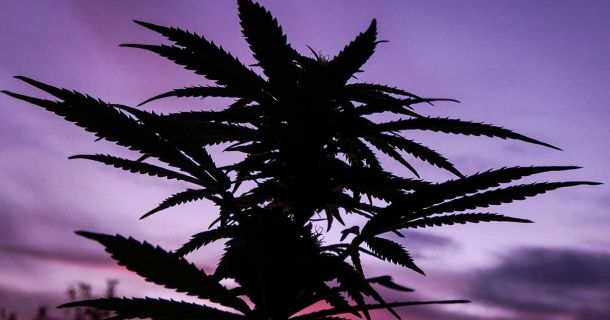 Cannabis-Urlaub Jamaika: Gemeinschaft & Entspannung