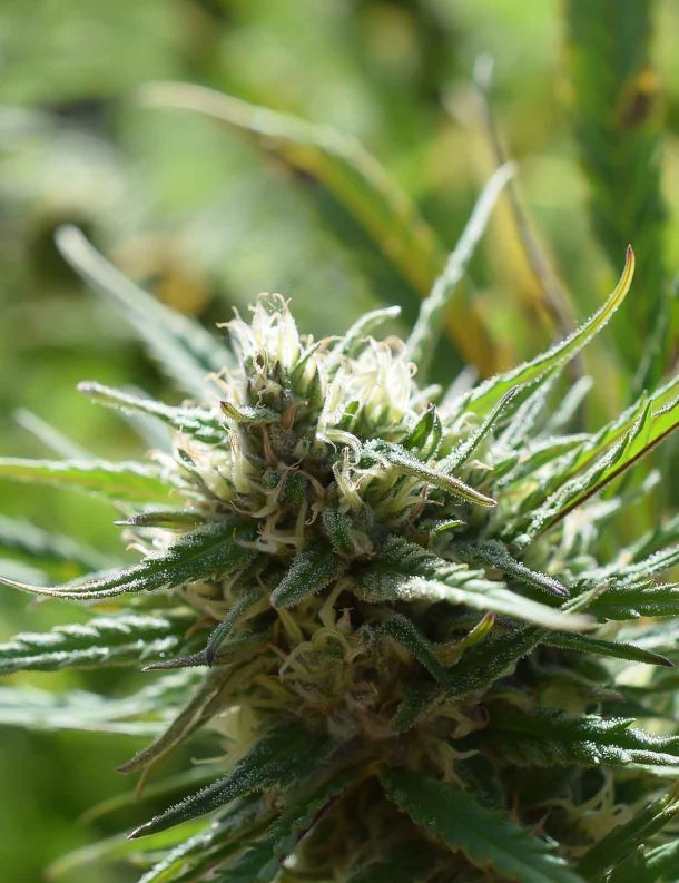 cannabis uruguay
