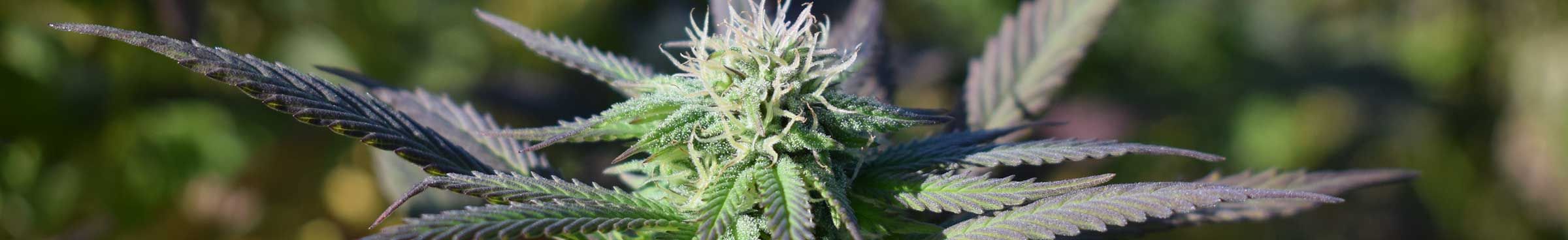 cannabis koblenz