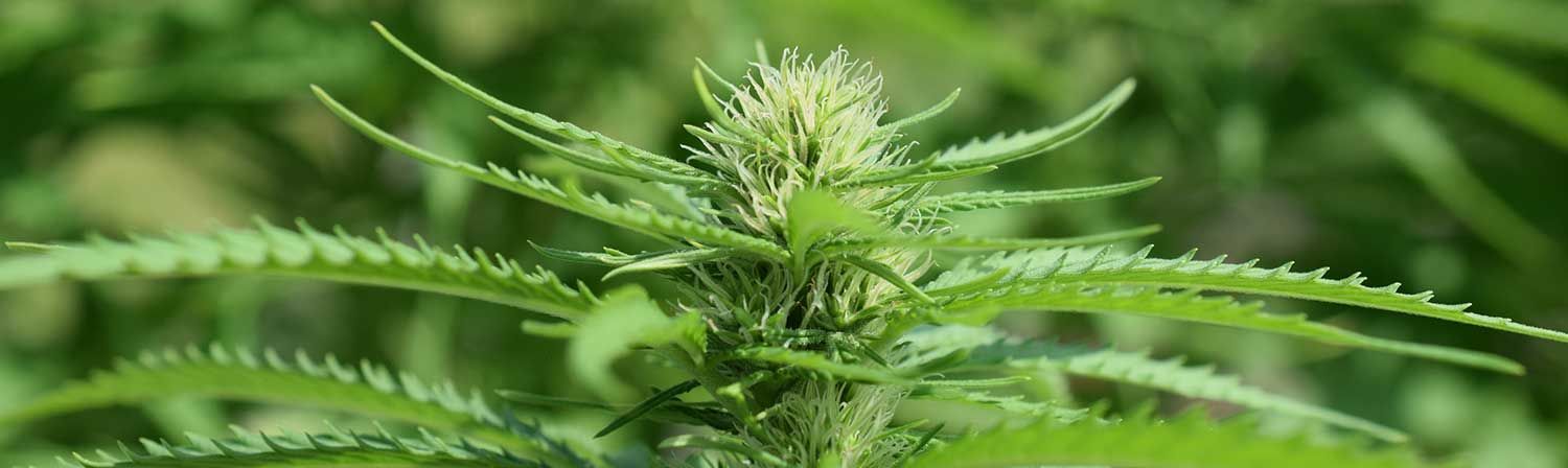 cannabiswaagen kaufen