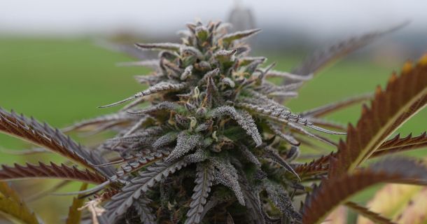 MySeeds.de Review – Sicher Cannabis-Samen online kaufen