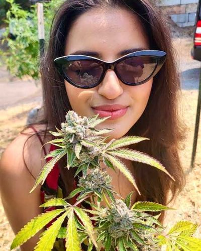 cannabis wine touren kalifornien usa