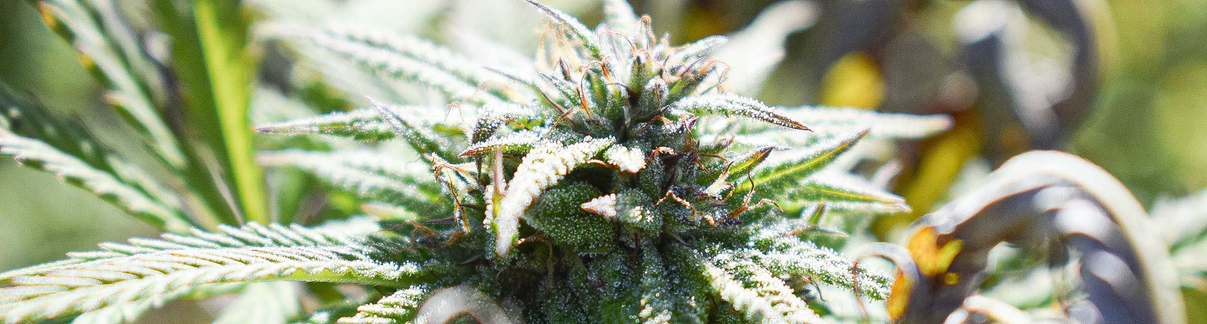 cannabar bern
