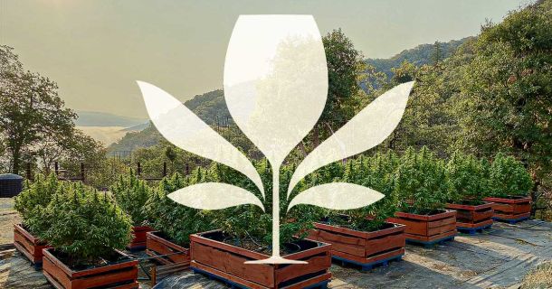 Cannabis & Wine Tours San Francisco – Genuss & Kultur