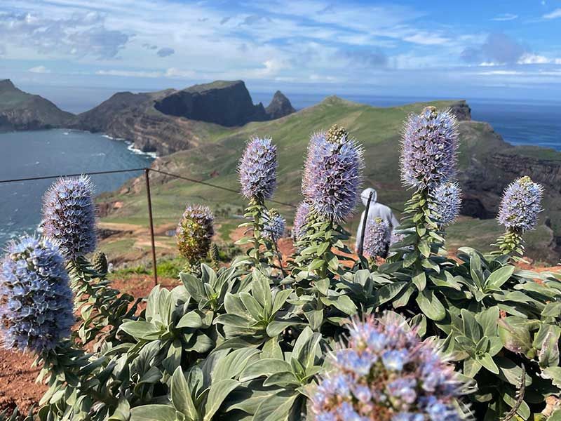 madeira cannabis urlaub