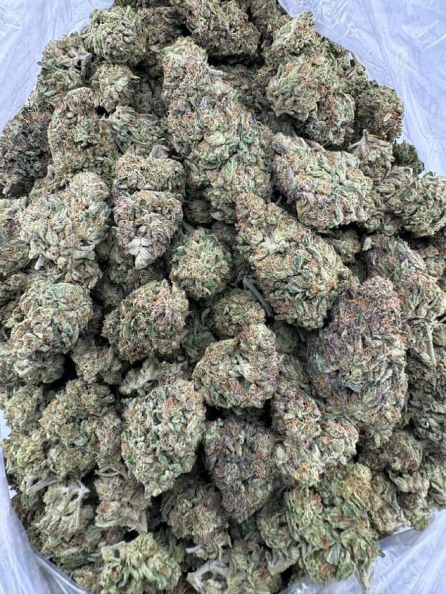 litauen palanga cannabis