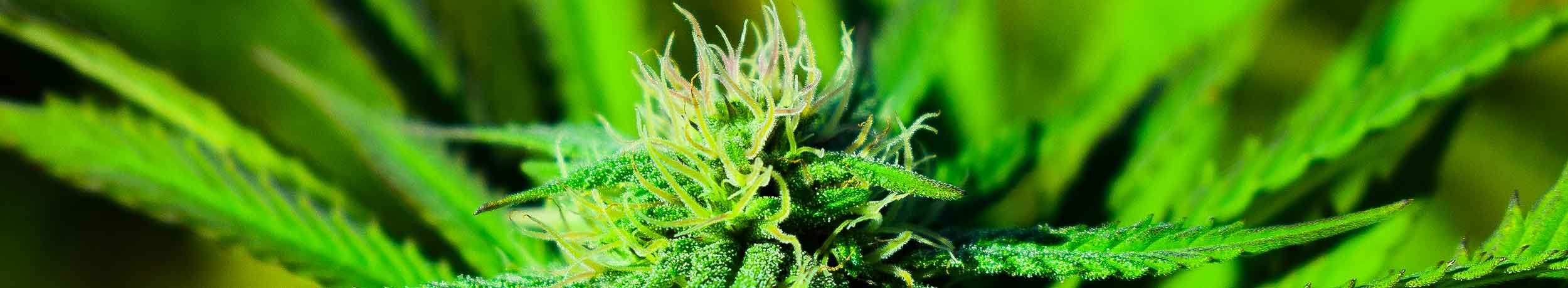 cannabis amsterdam
