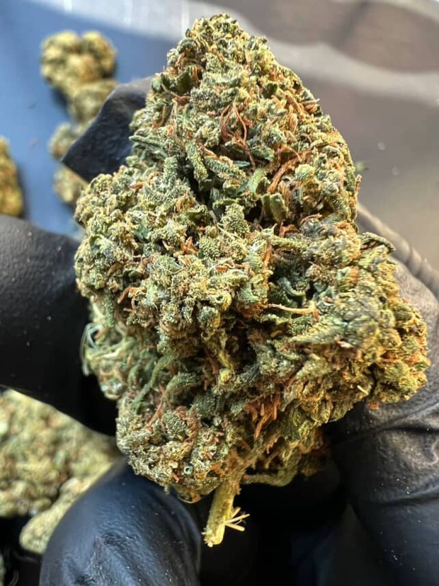 palanga cannabis litauen