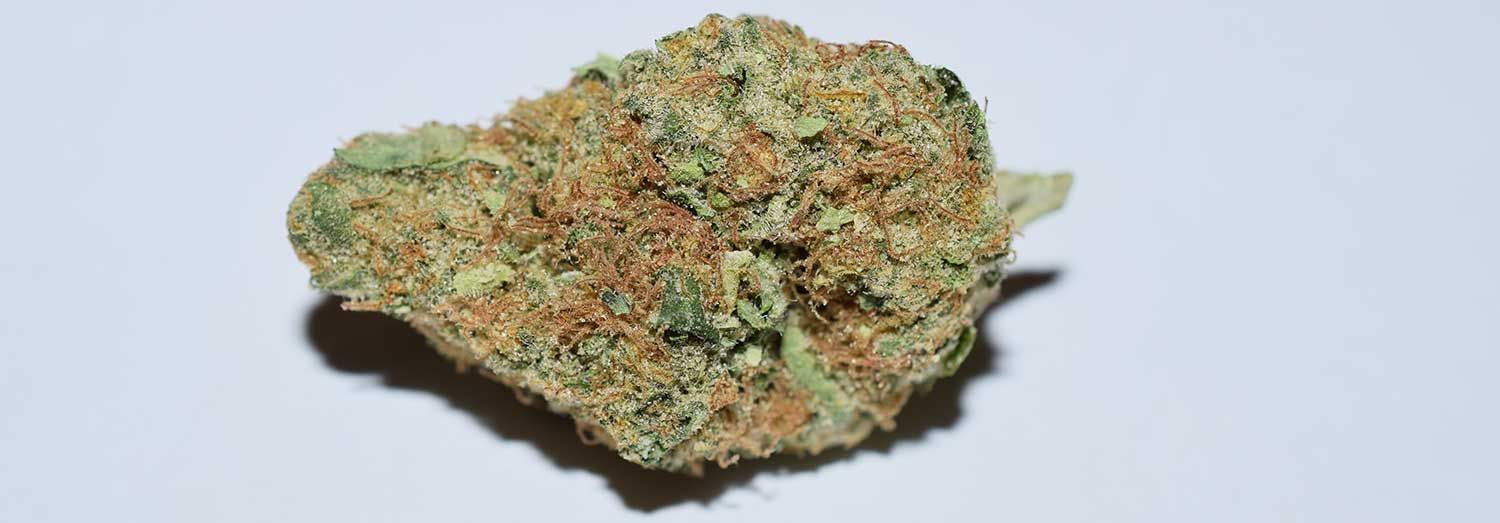 Sensi Seeds Bank
