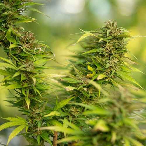 shaman fuerteventura grow shop