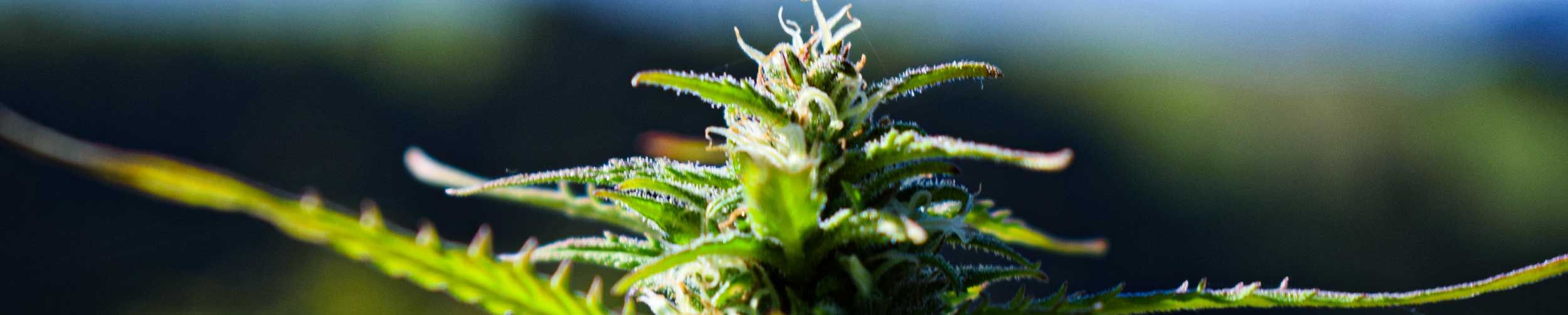 cannabis schweiz