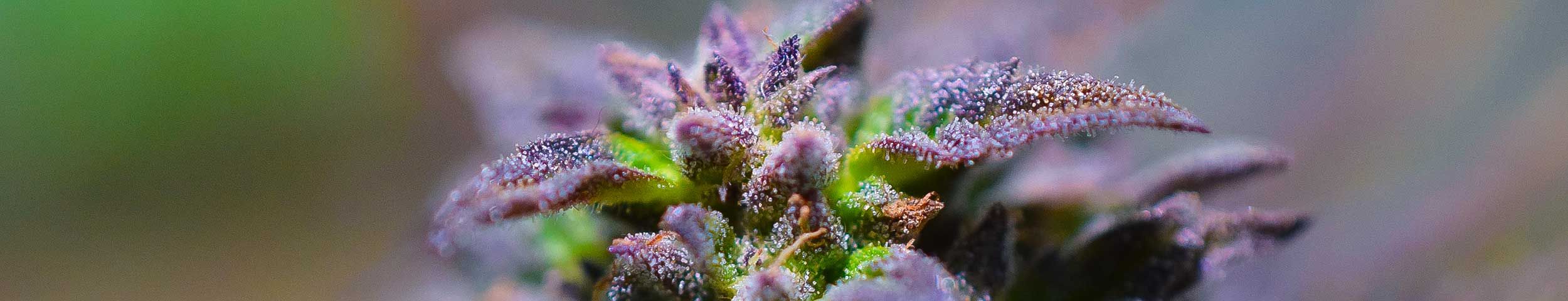 cali weed kalifornien blue dream