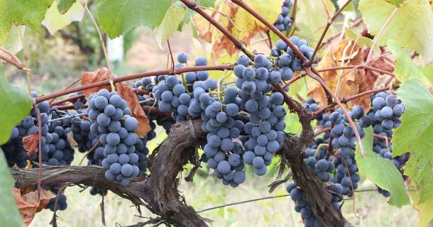 Moldawien: Zwischen Wein und Cannabis-Gesetzen