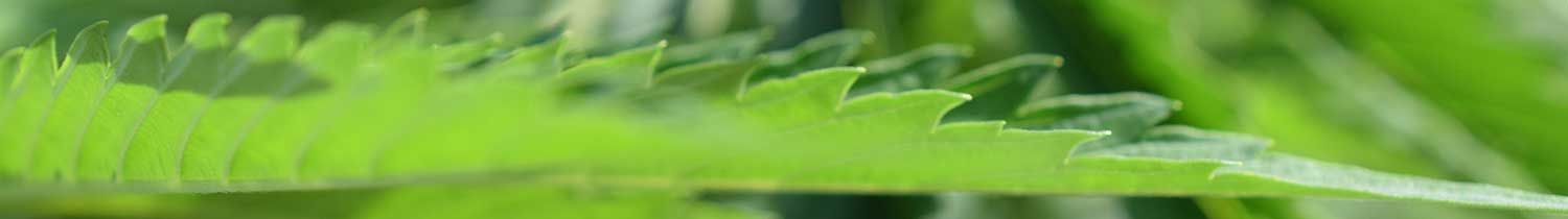 cannabis blatt