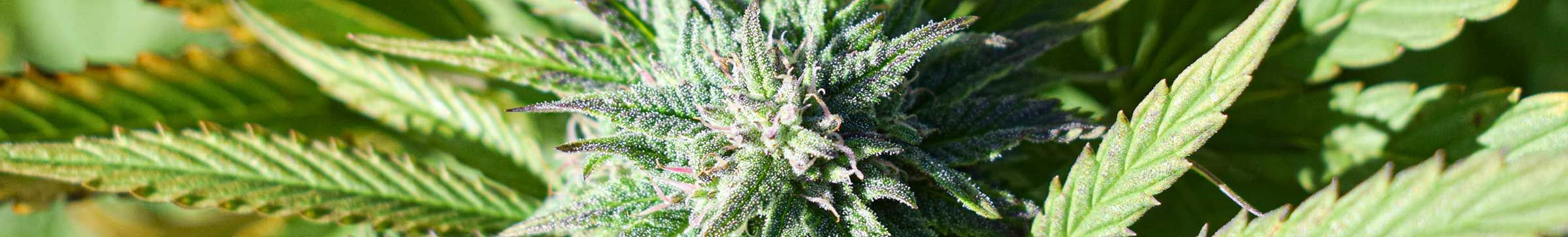 cannabis urlaub prag 2026