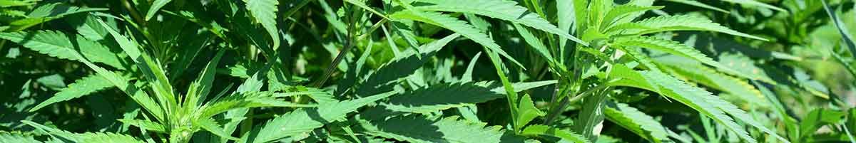 cannabis