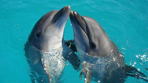 delfin beobachtung auf den kanaren