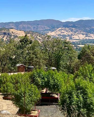 cannabis wine touren kalifornien usa