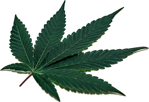 Cannabis Blatt