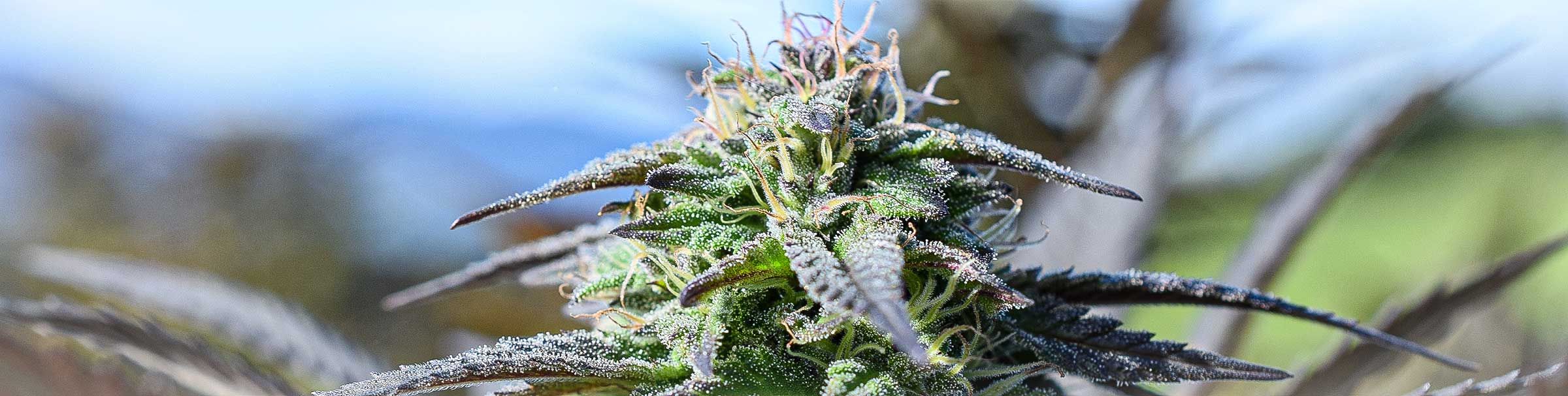 cannabis urlaub