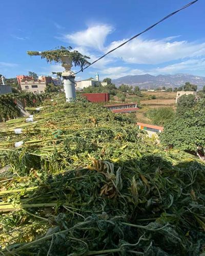 cannabis urlaub marokko rif