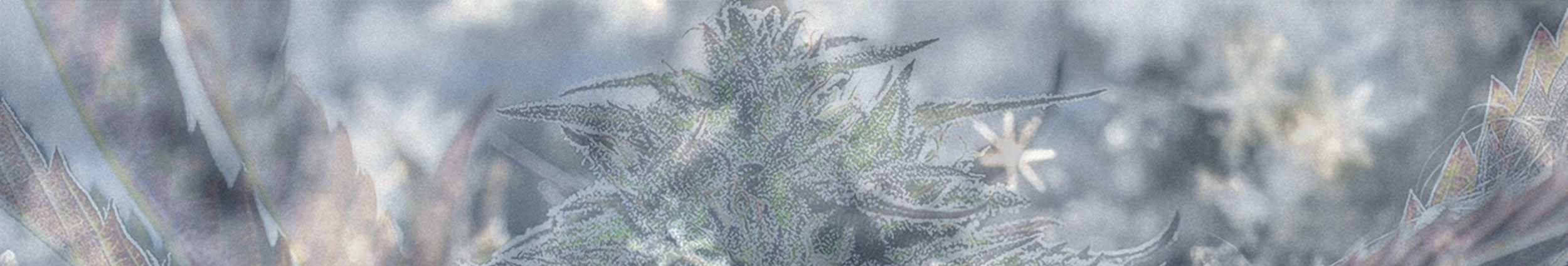 cannabis interlaken berner oberland