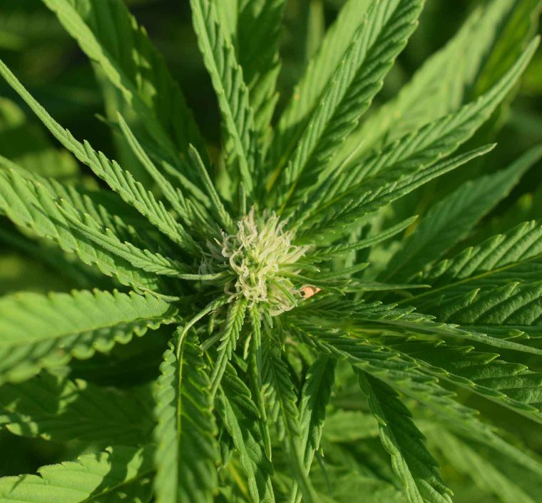 cannabis usa