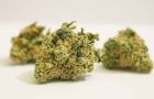 jamaica-weed