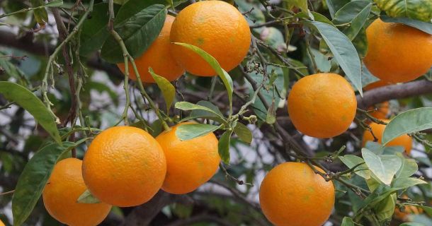 Mallorca 2026: Cannabis-Urlaub unter 500 €