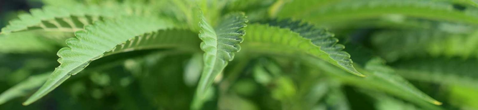 cannabis blatt