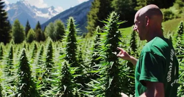 Cannabis Touren mit Cannabis Guide in der Schweiz