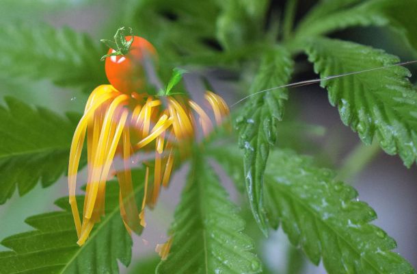 CBD Urlaub und was CBD überhaupt ist