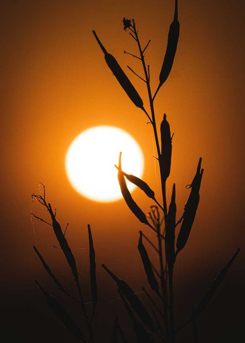 sommersonnenwende
