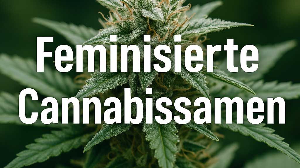 feminisierte cannabissamen