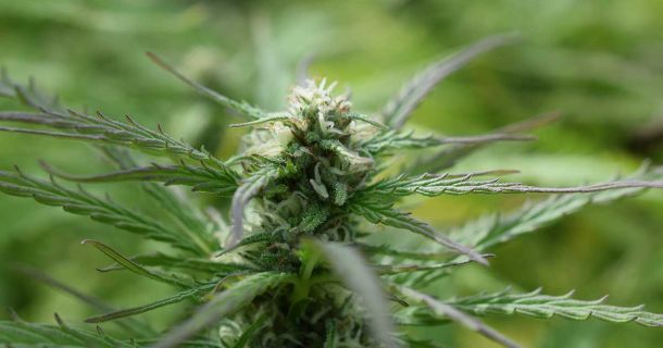 Cali Weed: Kaliforniens bestes Cannabis erleben