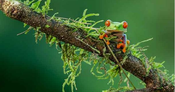 Mittelamerika: Entspannter Cannabis Urlaub