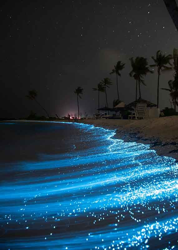 bioluminezenz maldediven