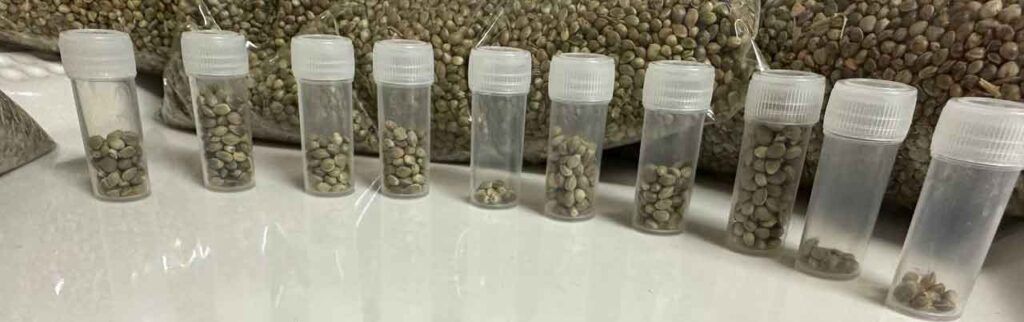 Cannabis Samen aus Afghanistan 