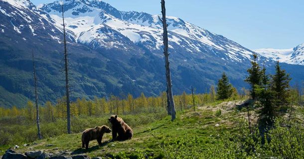 Cannabis in Alaska: Urlaub & Sorten entdecken