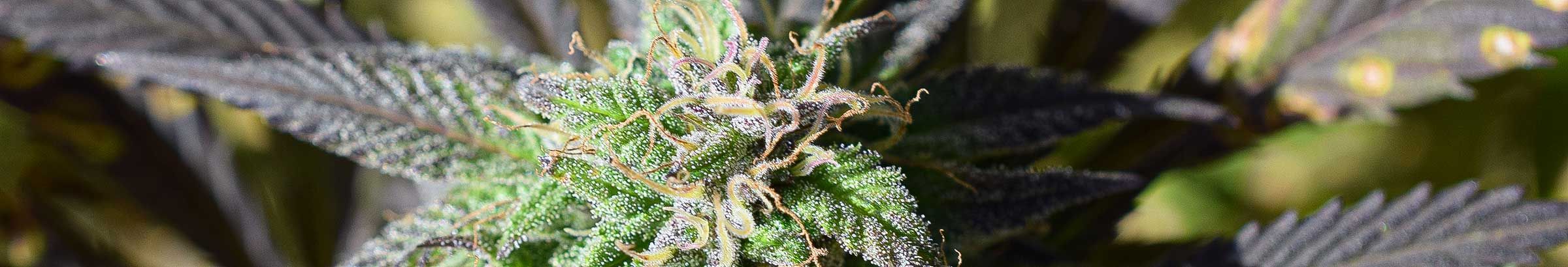 cannabis urlaub in polen