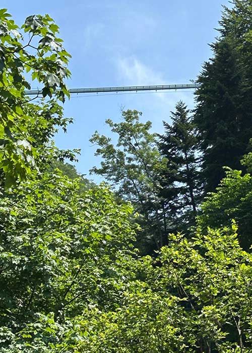 sigriswil hängebrücke cannabis guide