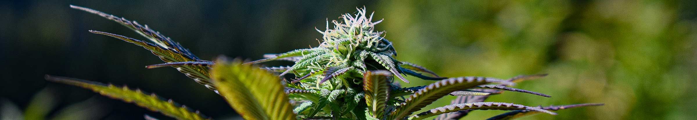 cannabis mongolei