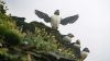 Skellig Michael: Mystische Insel in Irland