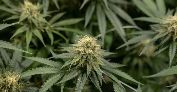 Shaman Fuerteventura - Grow Shop Experten  auf den Kanaren