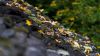 👉 Verzasca-Tal: Smaragdgrünes Kraftwunder